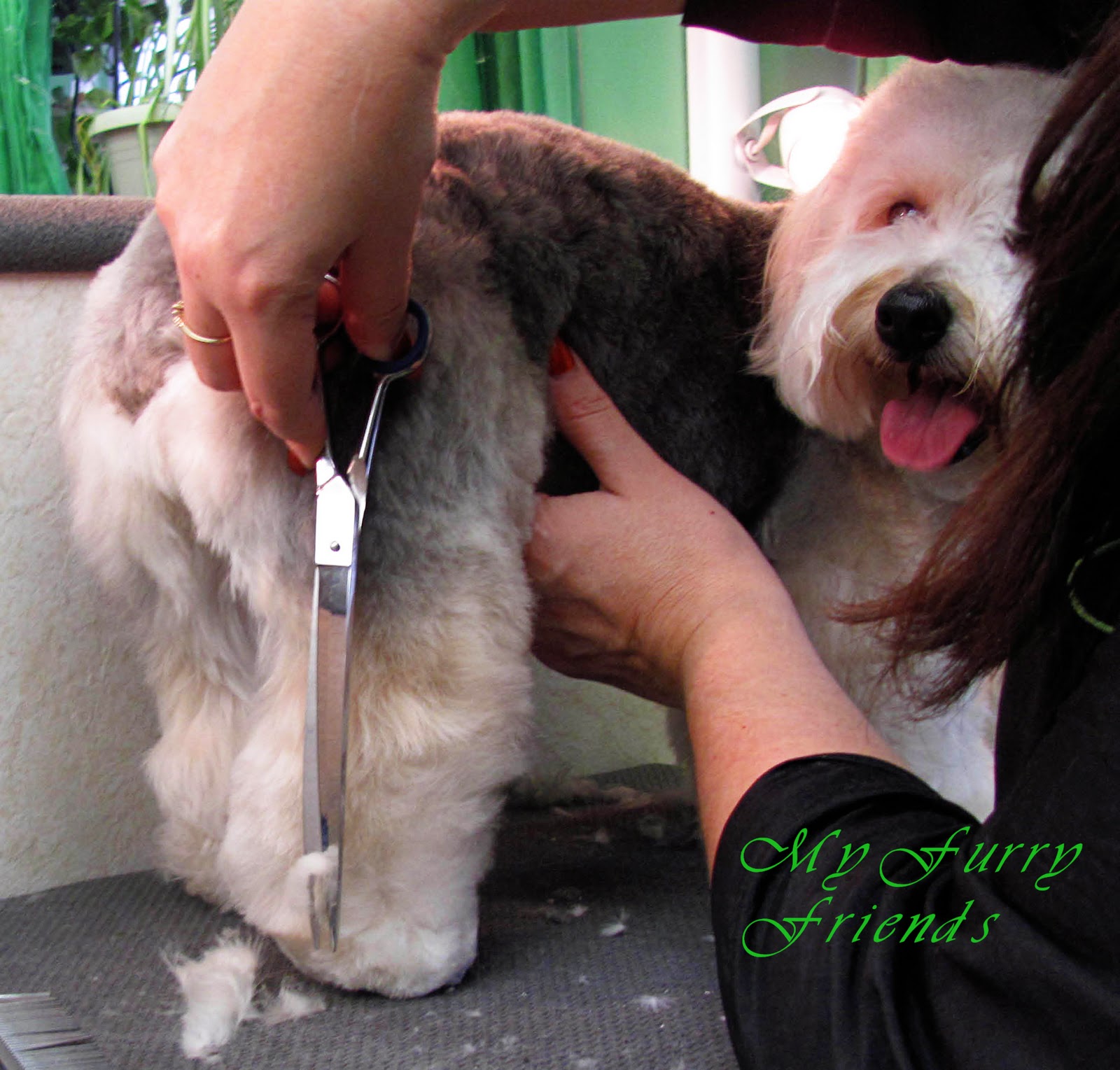 Pet Grooming The Good, The Bad, & The Furry Scissoring Feet & Legs