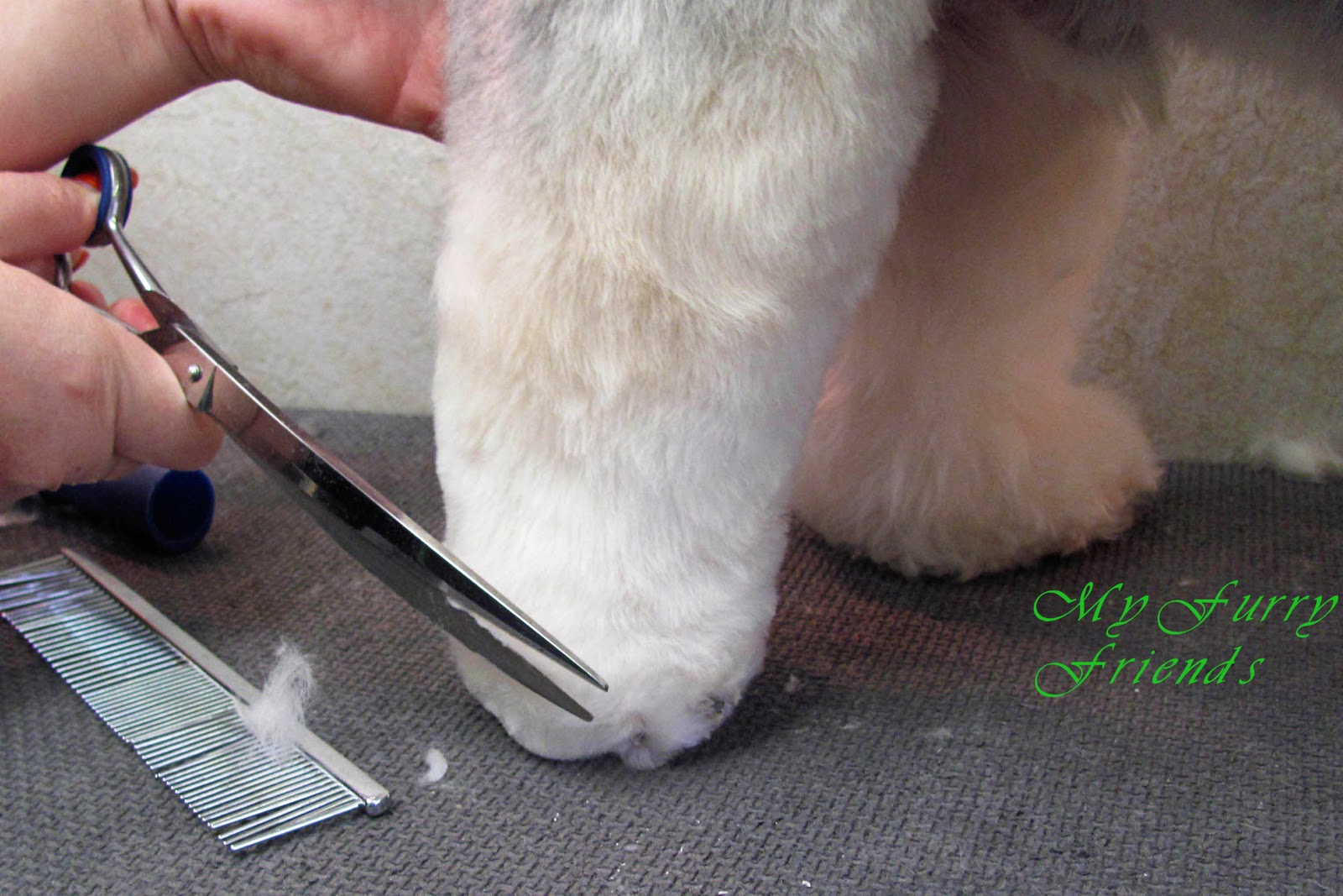 Pet Grooming The Good, The Bad, & The Furry Scissoring Feet & Legs