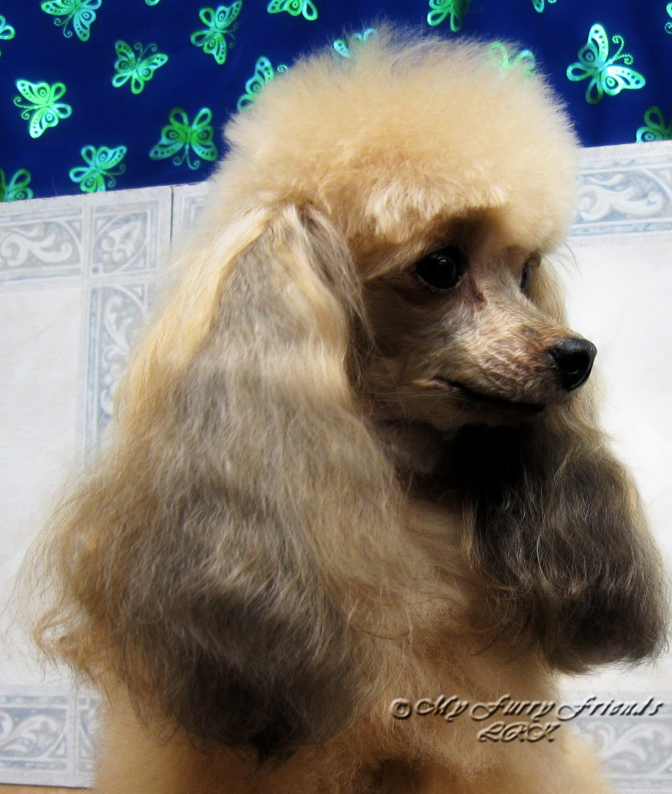 yorkie tipped ears pet grooming the the bad the tuesdays tip 12 ear styles yorkie tipped ears pet grooming the the bad the tuesdays tip 12 ear styles