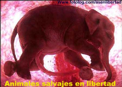 elefante dentro del utero materno