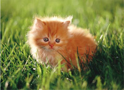 Cats Like Chlorine Cats Like Chlorine