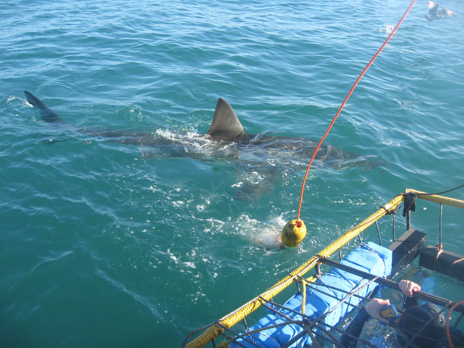 Real Life Jaws