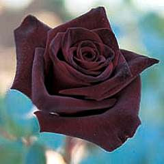 Black Rose Bush