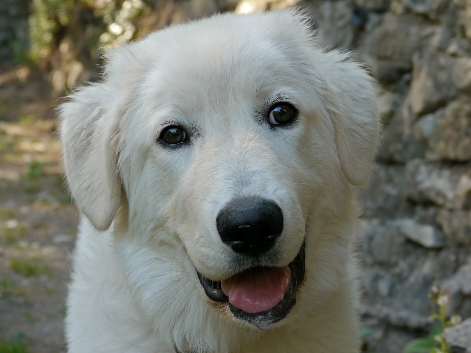 RIVIERA DOGS Siena, the Maremma Sheepdog