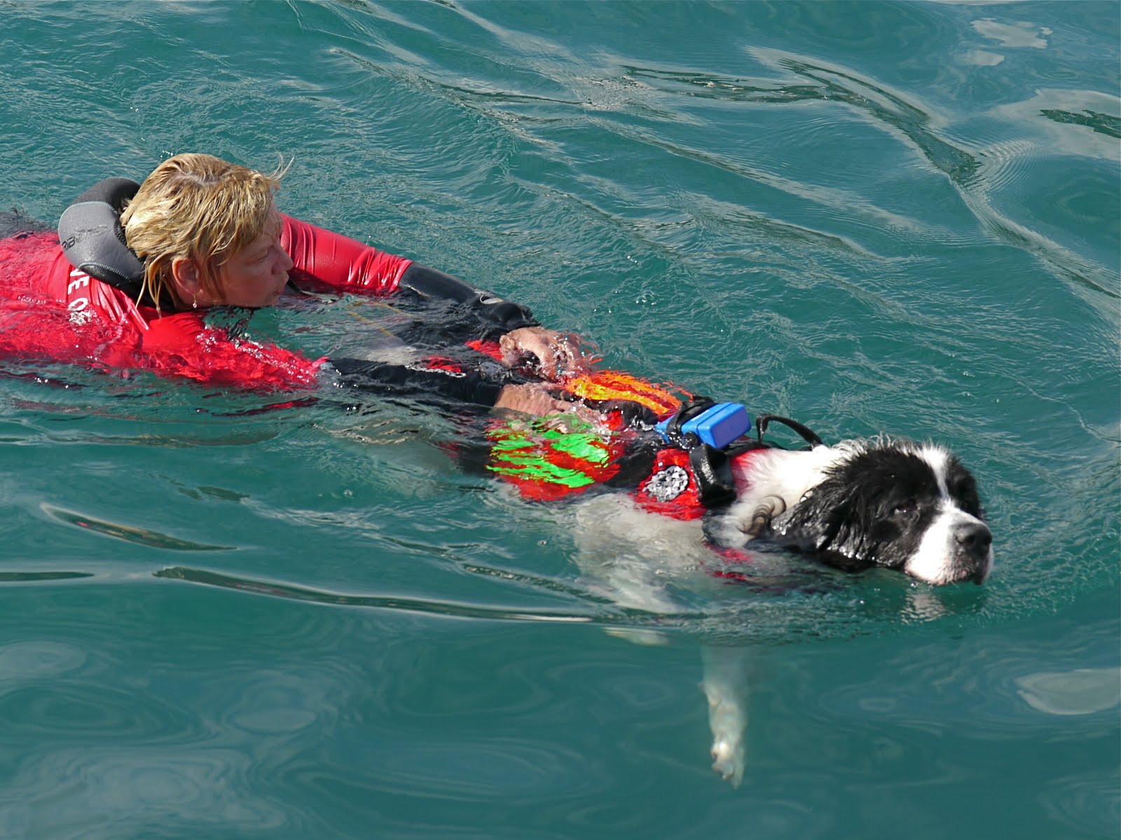 Menton Daily Photo The Sea Rescue Dogs