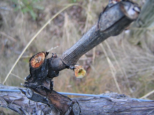 [cutworm+damage+42309.jpg]