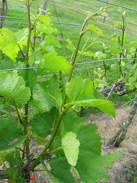 [2009+05+213+Chardonnay.jpg]