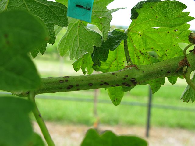 [2009+05+380+Phomopsis.jpg]