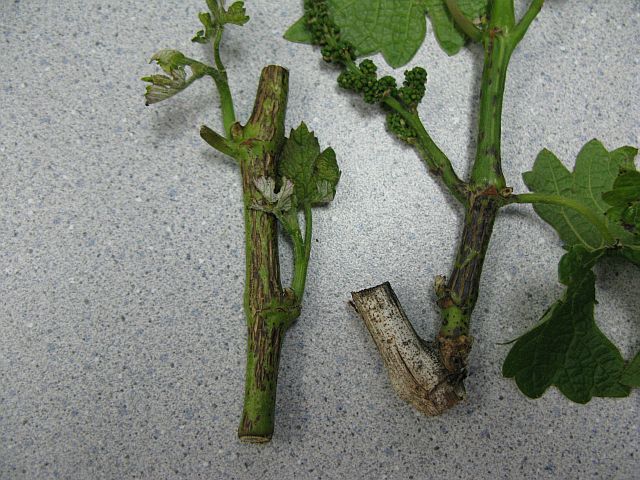 [2009+05+393+Phomopsis.jpg]