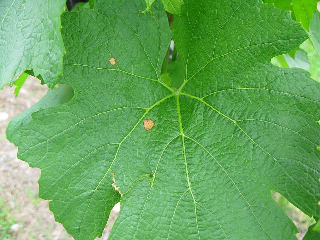 [2009+05+493+black+rot+2.jpg]