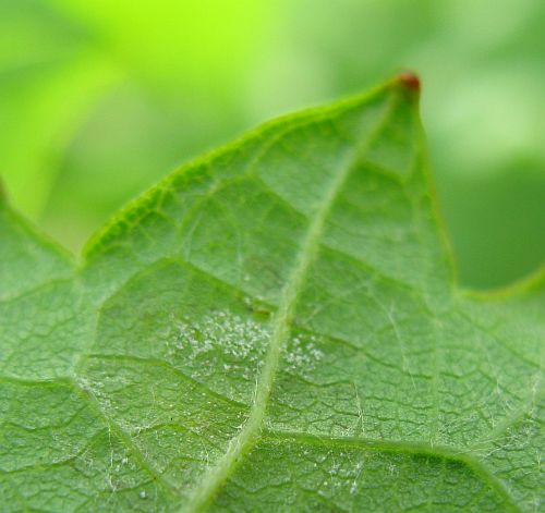 [2009+05+534+Downy+mildew.jpg]