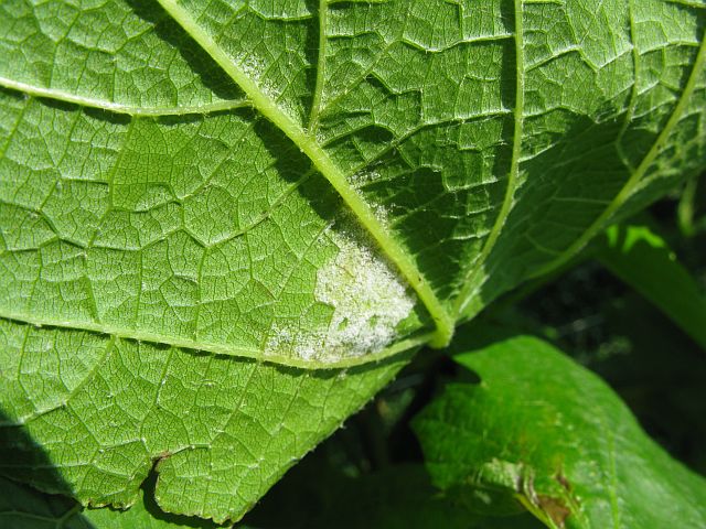 [2009+06+042+Downy+mildew+sporulation.jpg]