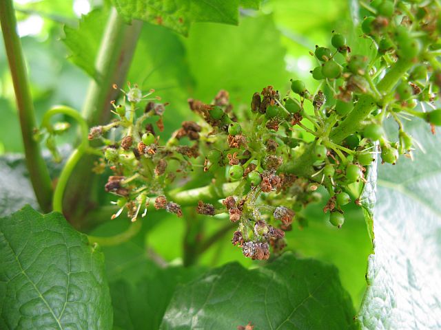 [2009+06+063+Downy+mildew.jpg]