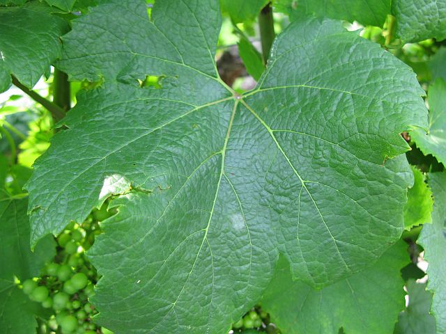 [2009+06+173+powdery+mildew1.jpg]