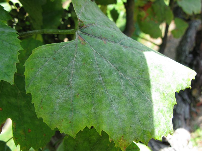 [2009+07+139+Powdery+mildew+leaf.jpg]