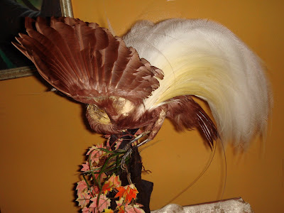 Saja Suke Bird Of Paradise Phoenix Bird Burung Cenderawasih
