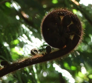 Future Plants By Randy Stewart Weigela
