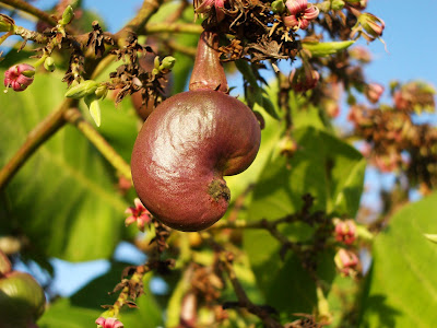 Cashew Flower