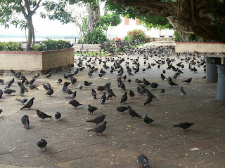 Lugar de las palomas Parque+de+las+palomas