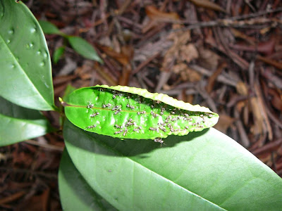 adinandra belukar