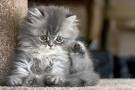 kitten