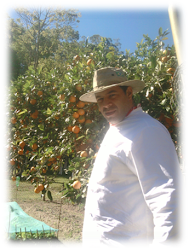 Limoeiro carregado
