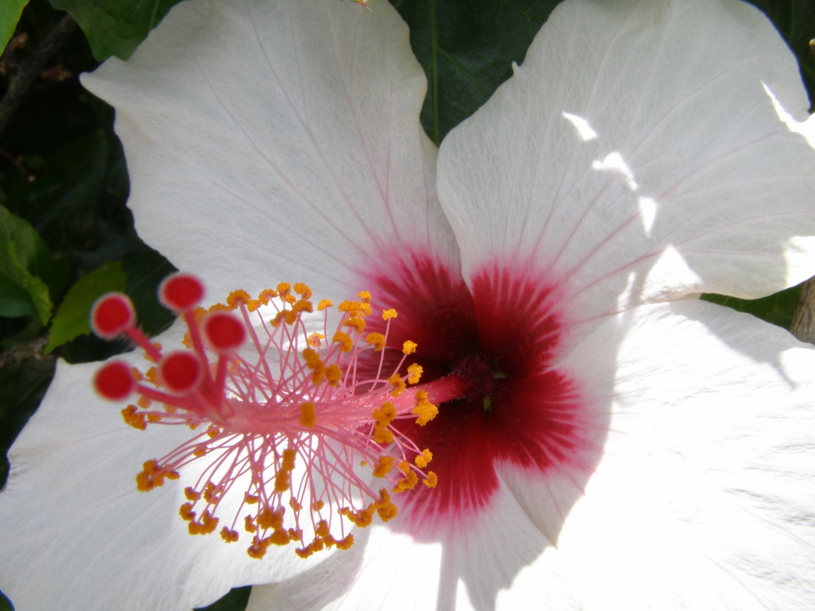 [MacMadeira_Lx-Hibisco_+14AGO2008+(22).JPG]