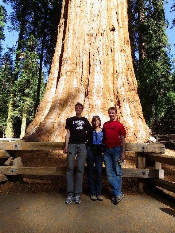 Au pied de General Sherman Tree, l'arbre le plus volumineux du monde - Sequoia Park - Californie