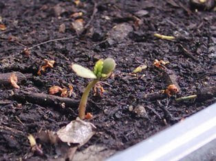 http://3.bp.blogspot.com/_9lc_gh-M9Xk/SQ-2jyBi-zI/AAAAAAAAAzE/BiyZvYb6BAs/s320/Small_cannabis_plant_growing.jpg