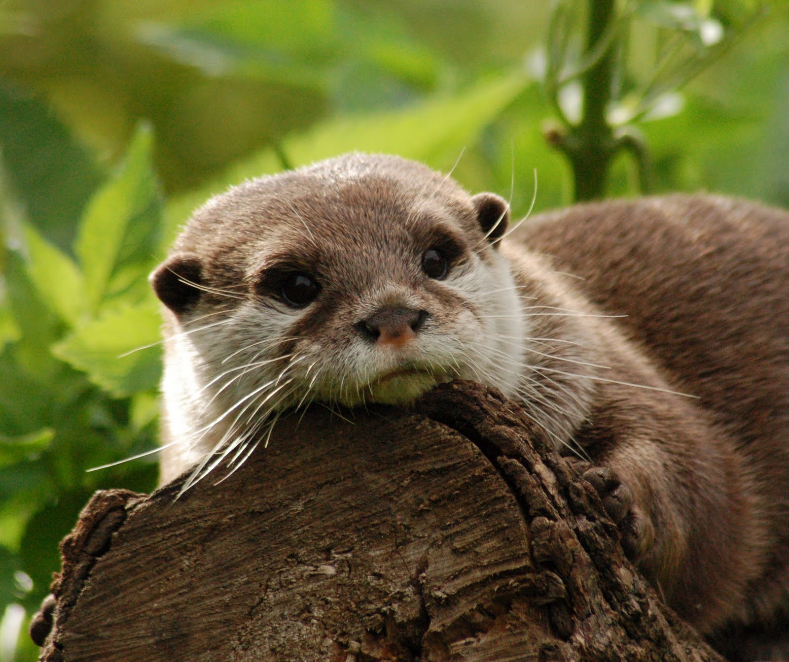 Through the Eyes of a Goldfishy: Day 175: Oriental Small-Clawed Otter