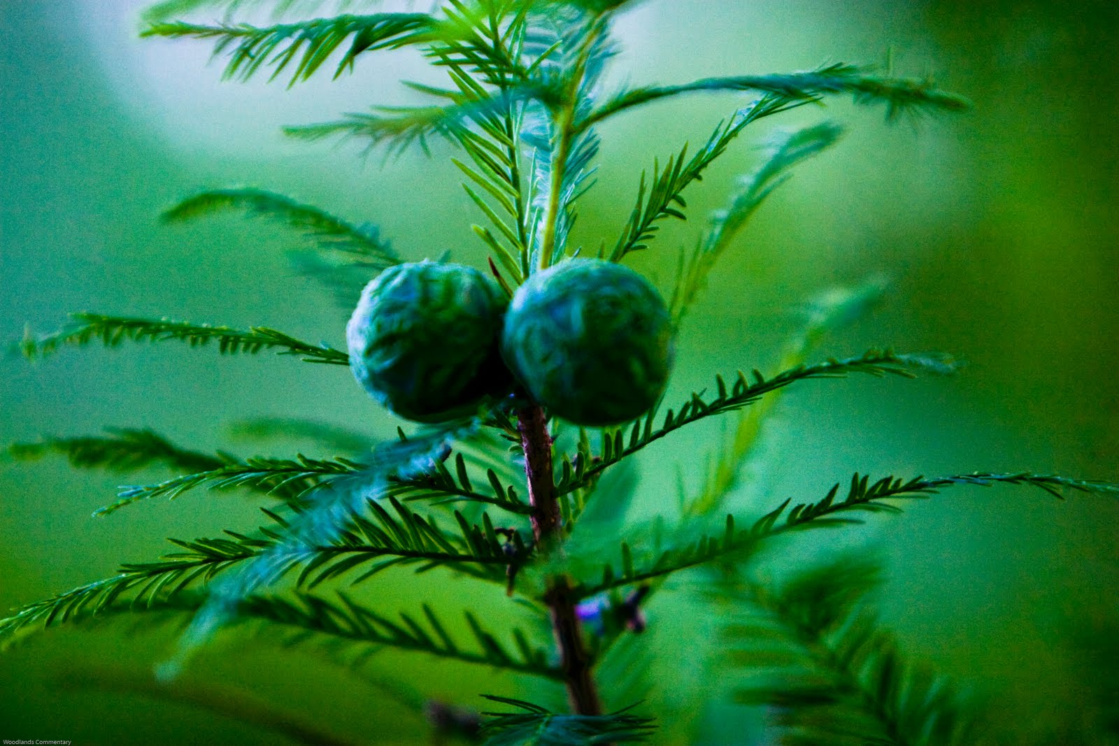 The Woodlands Texas Trees Bald Cypress in The Woodlands