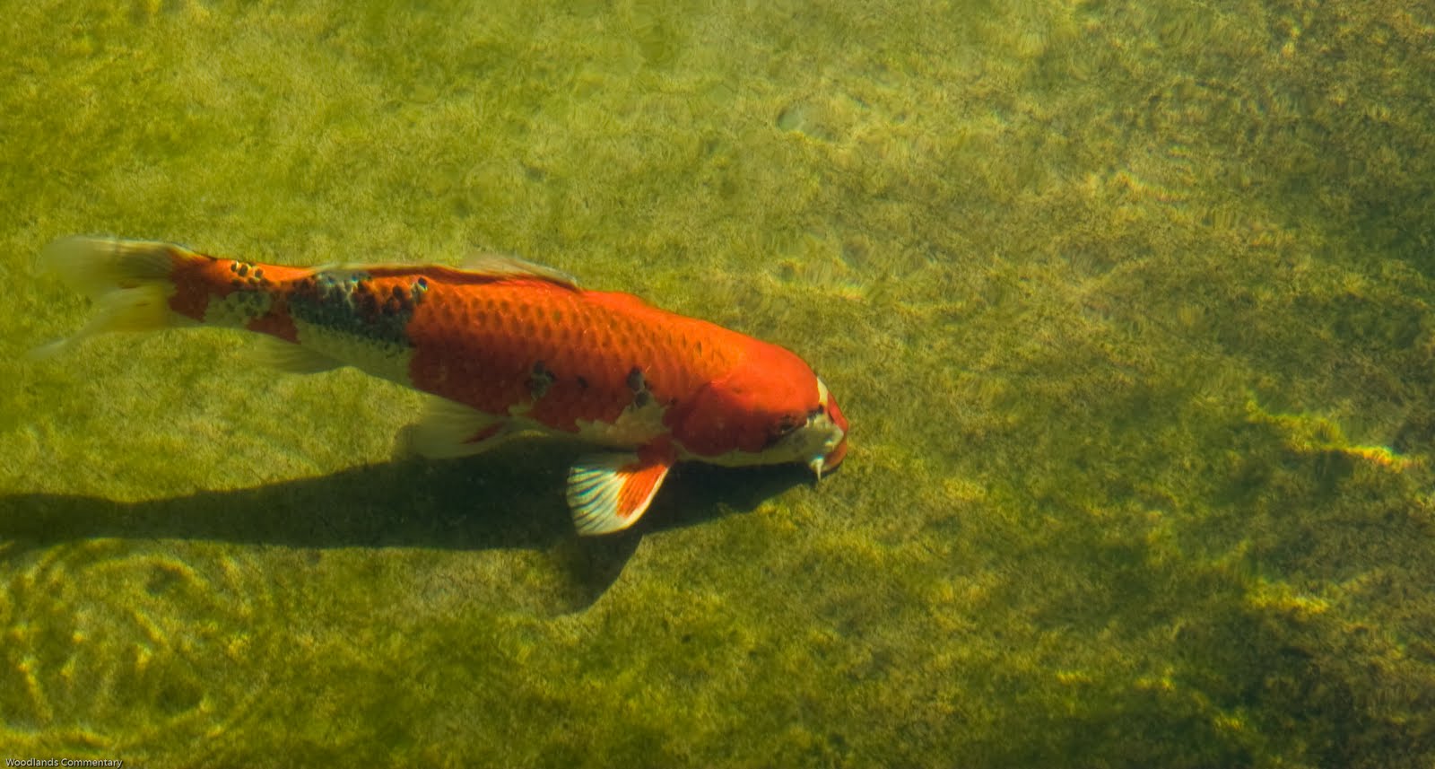 koi-pond-jets-benefits.jpg koi-pond-jets-benefits.jpg
