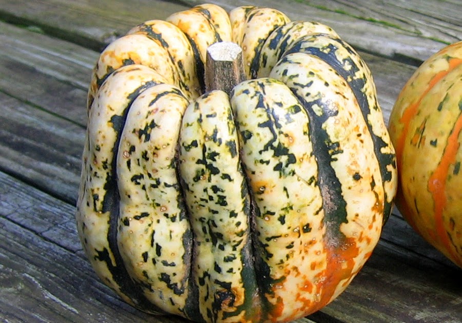 Fanatic Cook Sweet Dumpling Squash