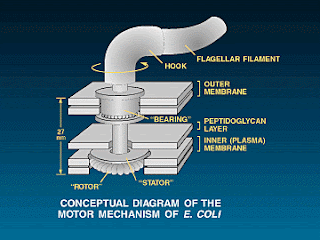 flagelo bacteriano, flagellum
