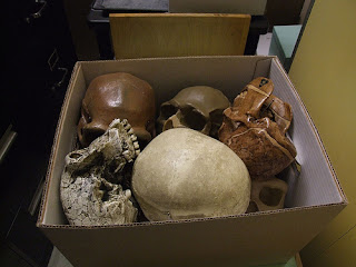 Evolução Humna Crânios, Human Evolution Skulls