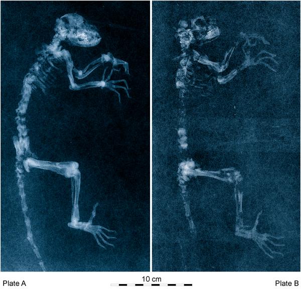 [darwinius-masillae.jpg]