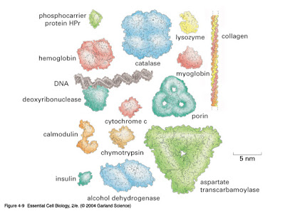 Proteinas proteins variedade função variety function