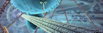 Proteinas proteins variedade função variety function