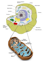 mitocondria levedura yeast mitochondria cell