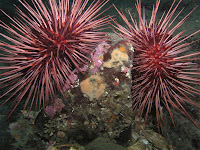 Ouriços do Mar sea urchins