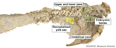 Fóssil de peixe com embriões Fóssil de peixe com embriões live birth fossil fish