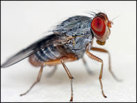 Mosca fly