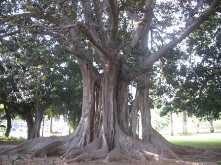 [Ficus_Macrophylla-2]