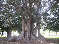 Figueira estranguladora