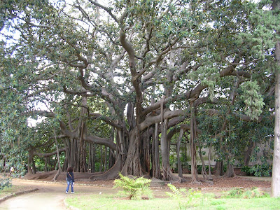 Figueira estranguladora