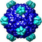 bacteriófago phiX 174