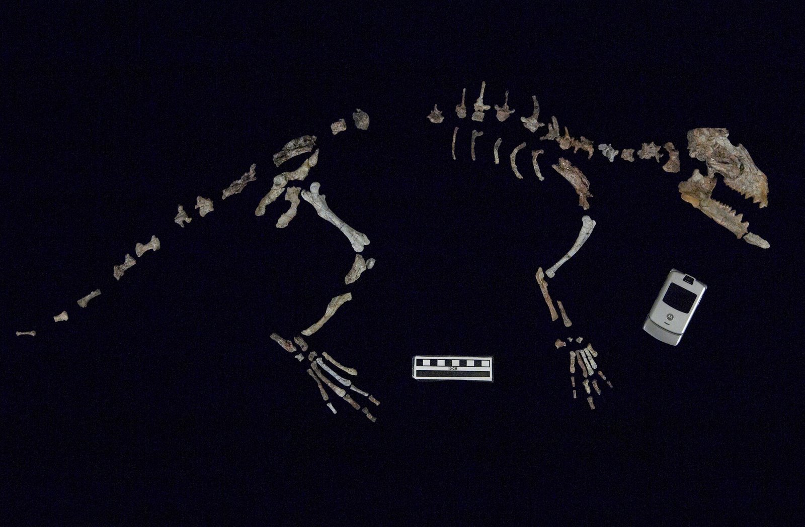 [indohyus.jpg]