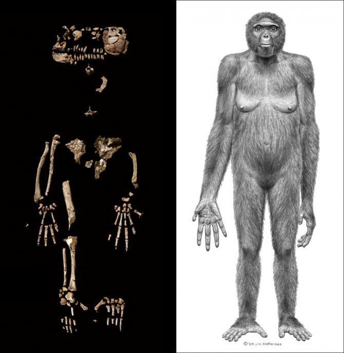 [ardi_Ardipithecus_ramidus.jpg]