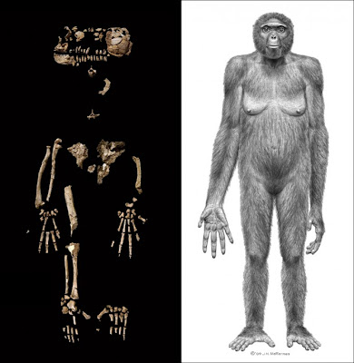 Ardipithecus ramidus - Ardi