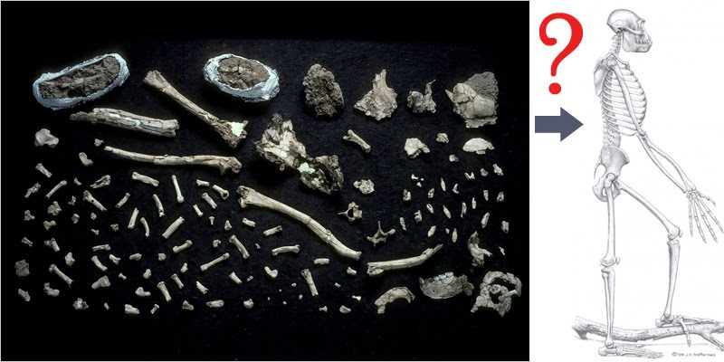 [ardi_Ardipithecus_ramidus_bones.jpg]